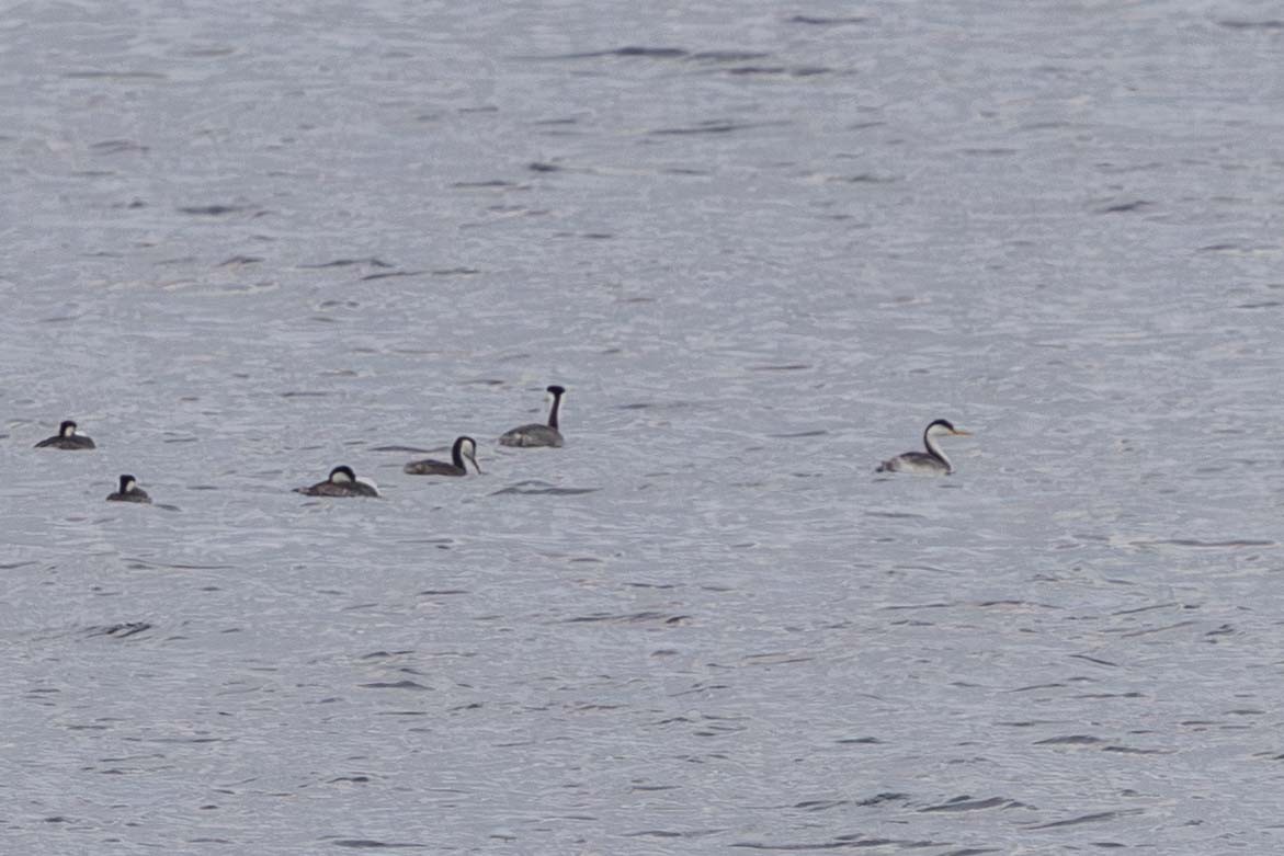 Clark's Grebe - ML645297032