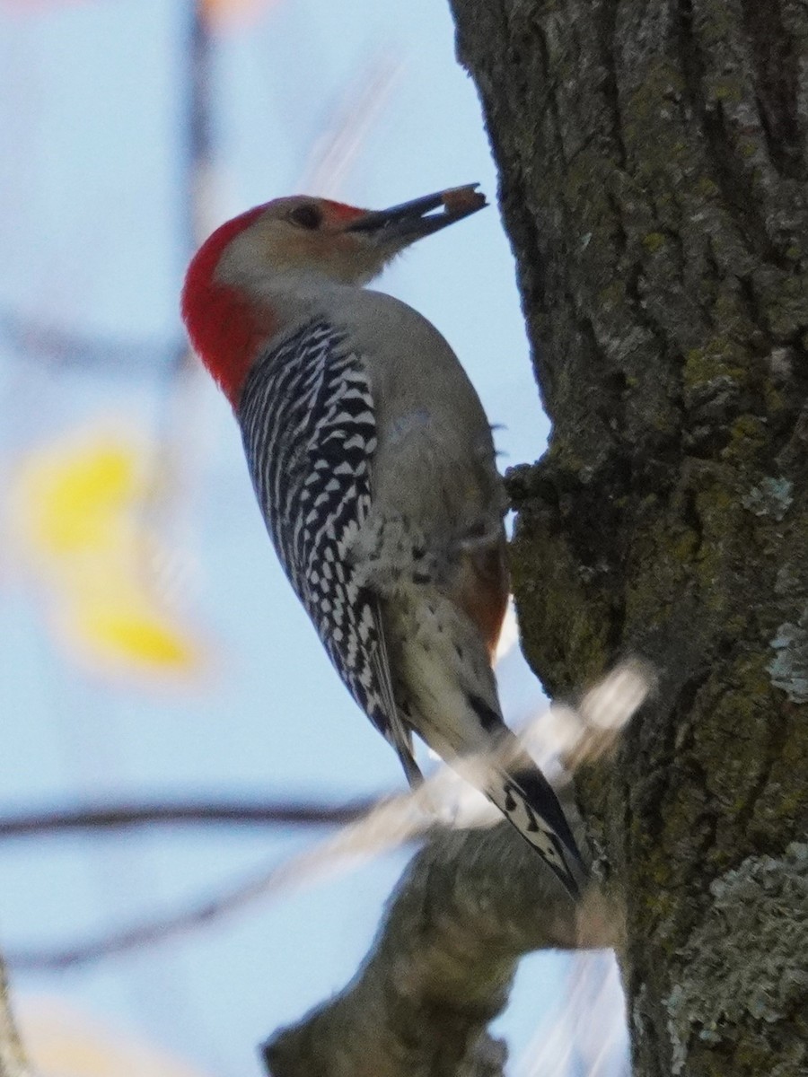 Red-bellied Woodpecker - ML645297041