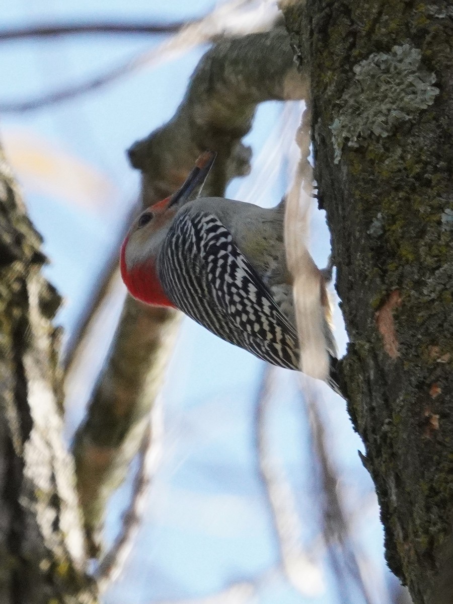 Red-bellied Woodpecker - ML645297048