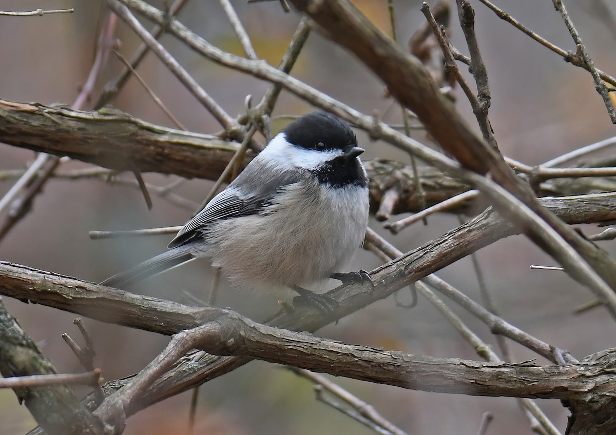 Black-capped Chickadee - ML645297049