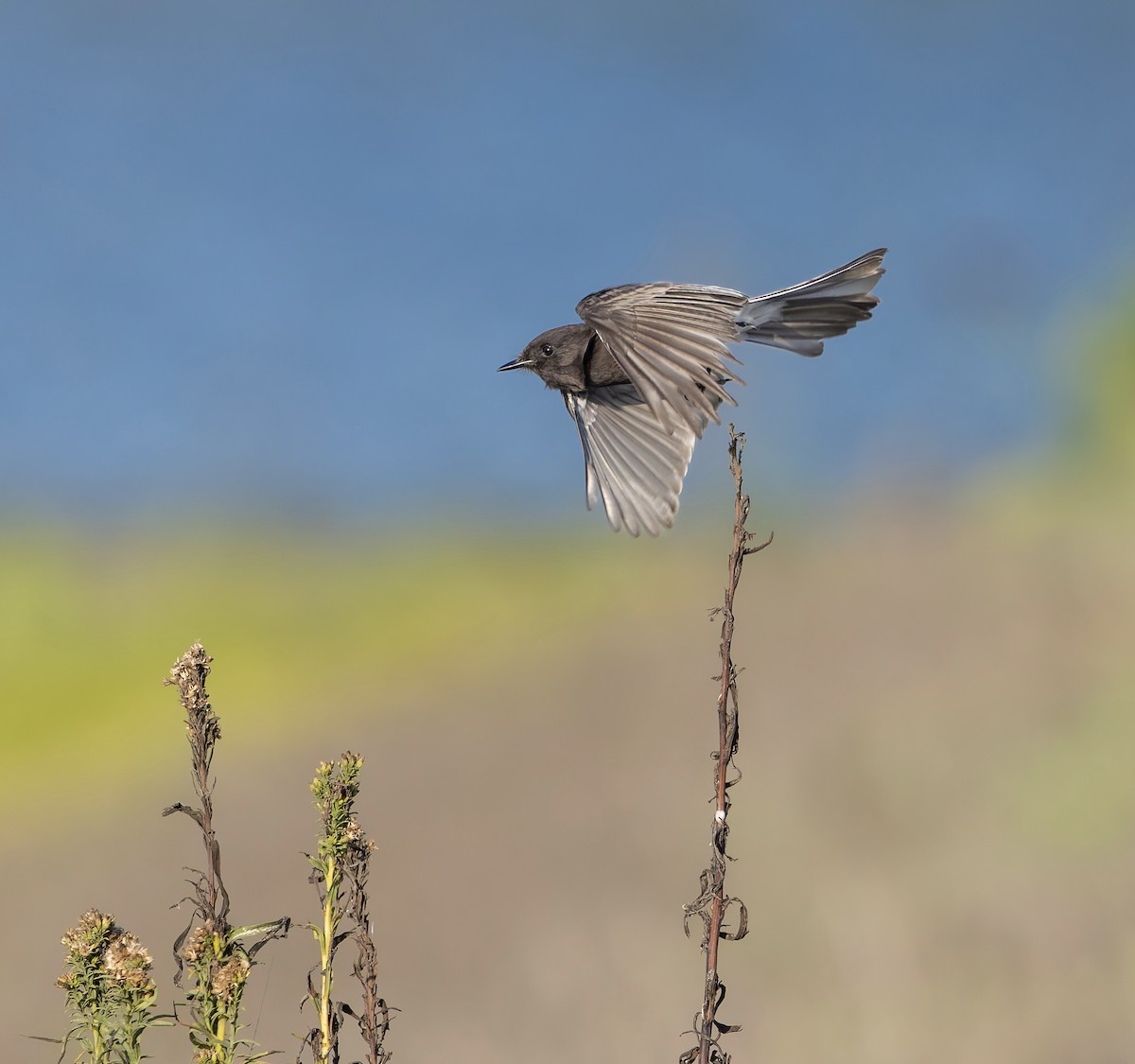 Black Phoebe - ML645297051