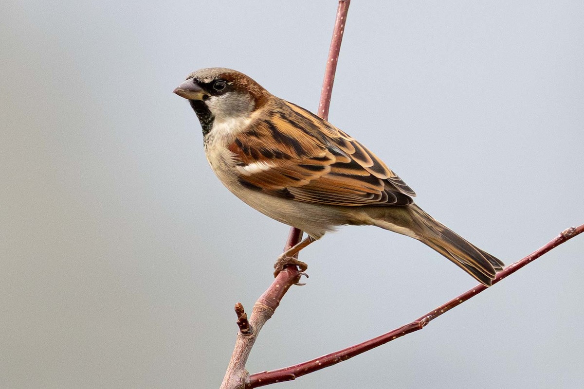 Passera oltremontana - ML645297052