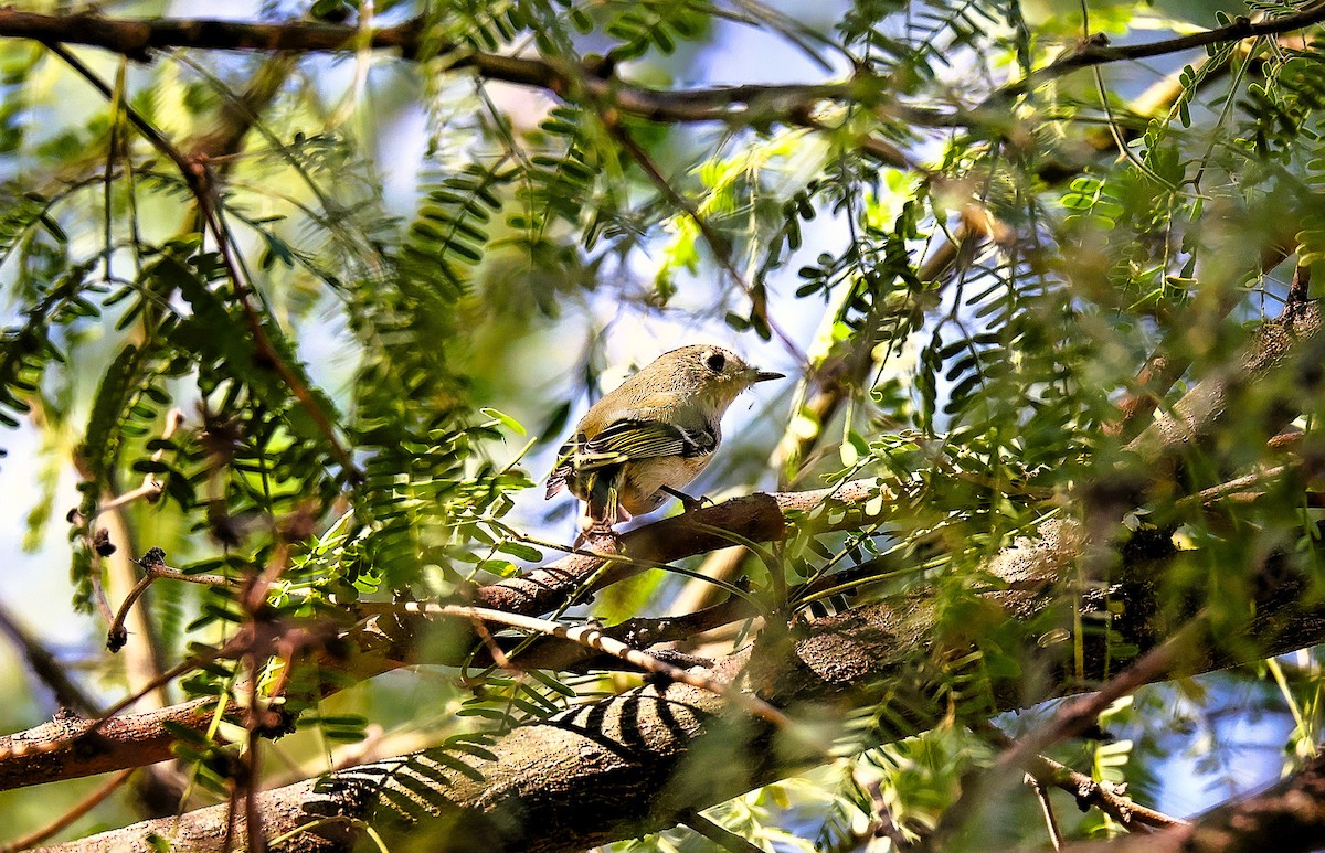 Ruby-crowned Kinglet - ML645297054