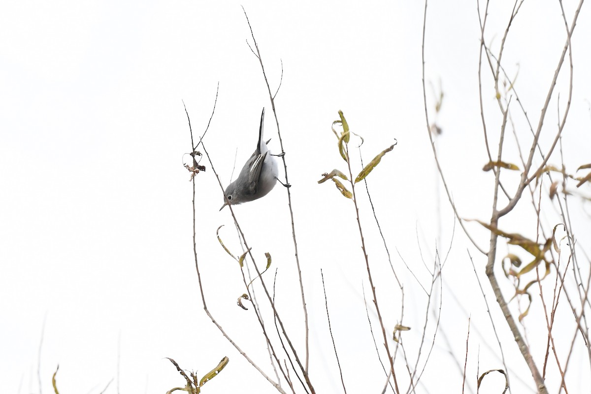 Голубая комароловка - ML645297057