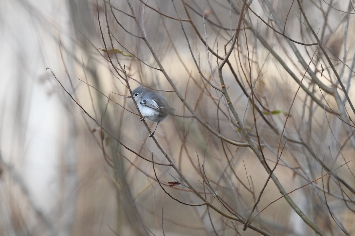 Голубая комароловка - ML645297066