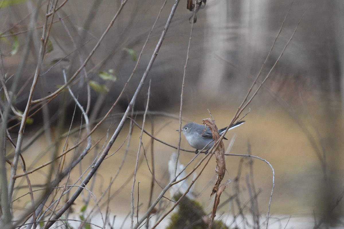 Голубая комароловка - ML645297074