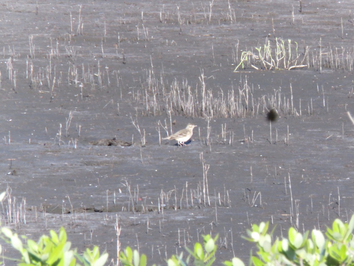 American Pipit - ML645297086