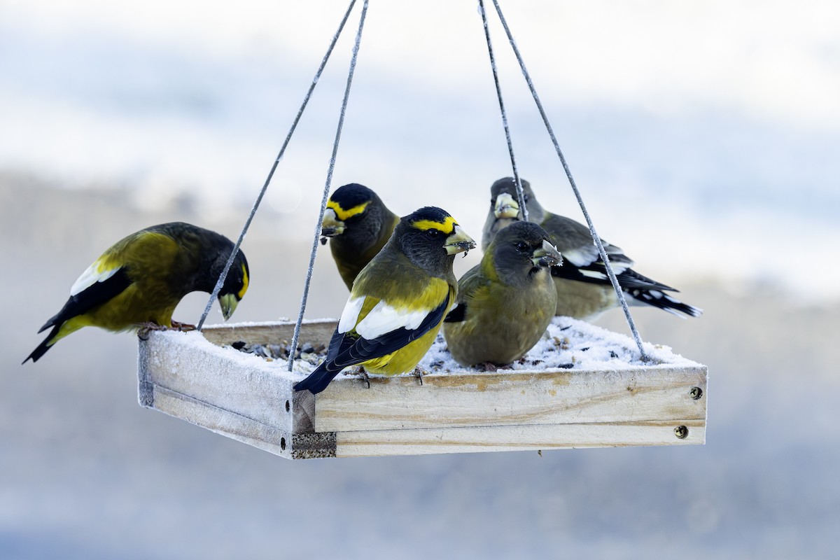 キビタイシメ - ML645297092