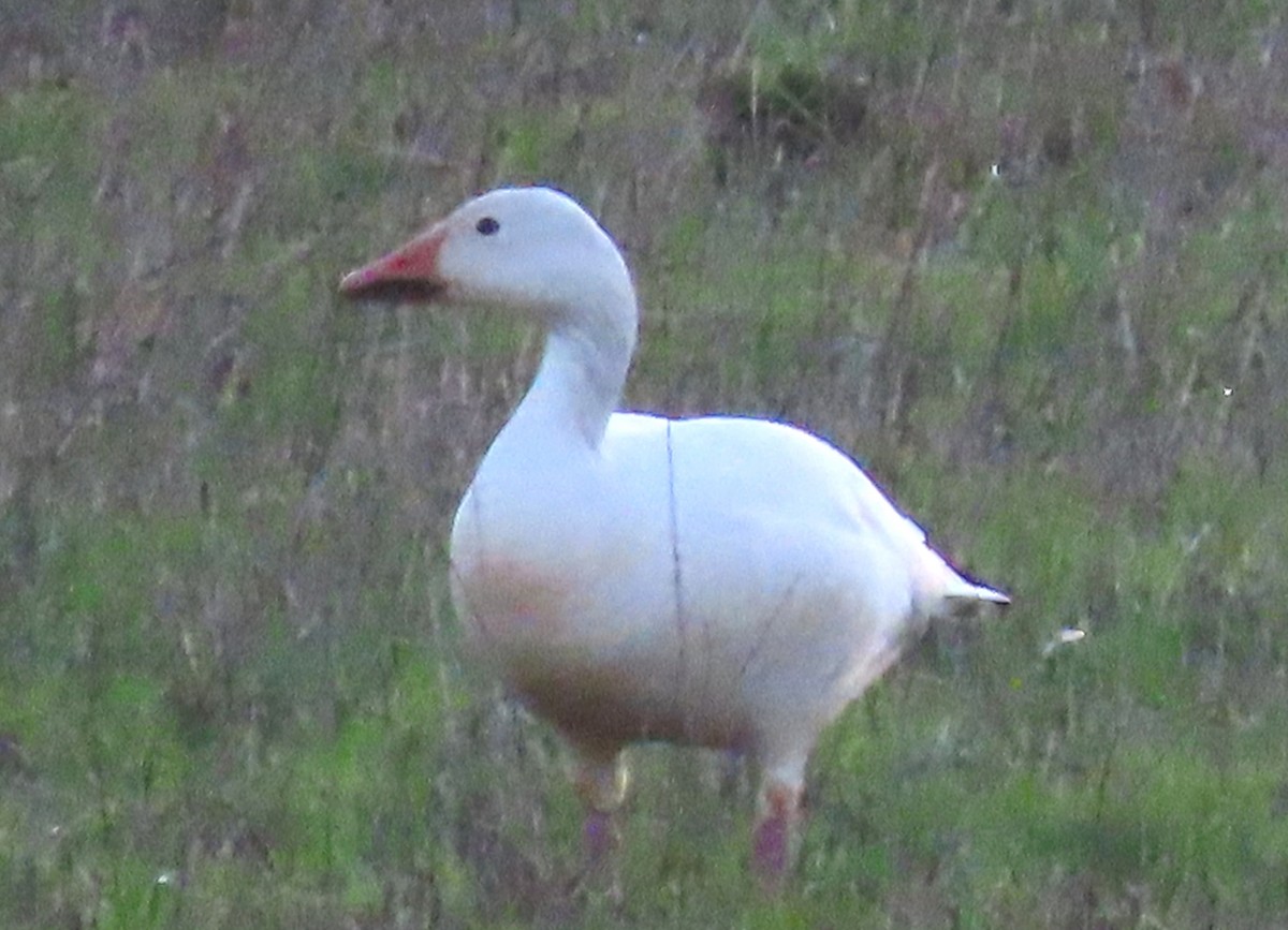 Snow Goose - ML645297095