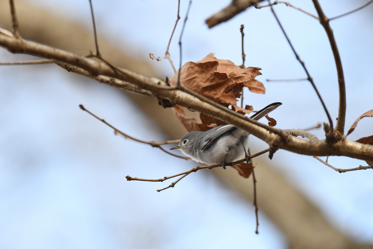 Голубая комароловка - ML645297101