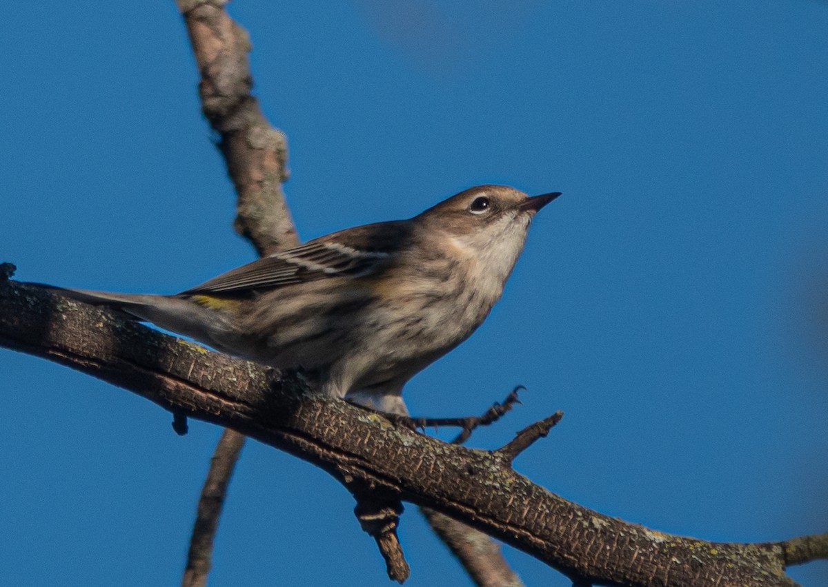 キヅタアメリカムシクイ（coronata） - ML645297102