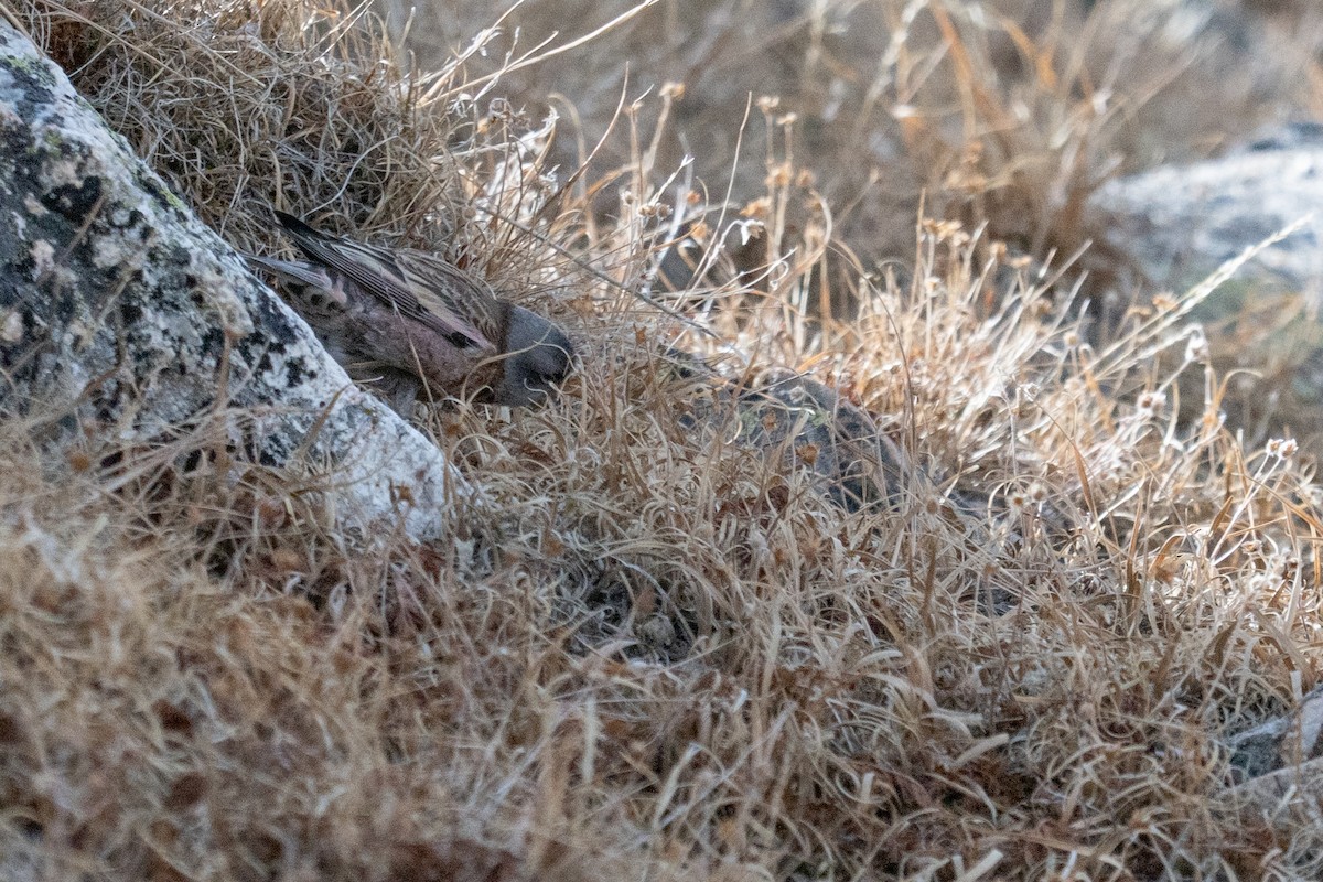 Gray-crowned Rosy-Finch (Hepburn's) - ML645297121