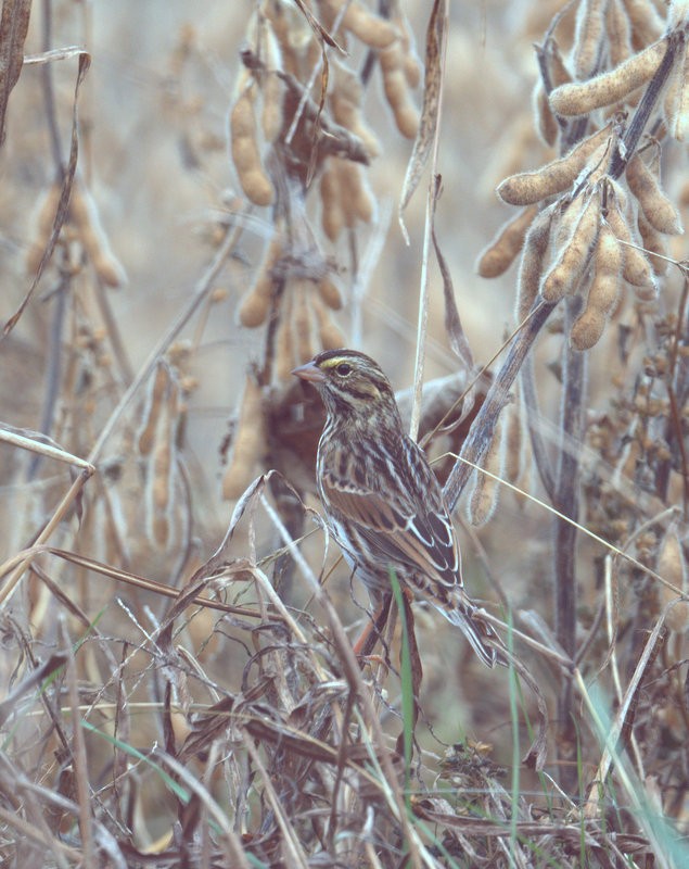 Savannah Sparrow - ML645297123