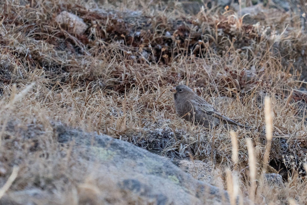 pěnkavice coloradská - ML645297124