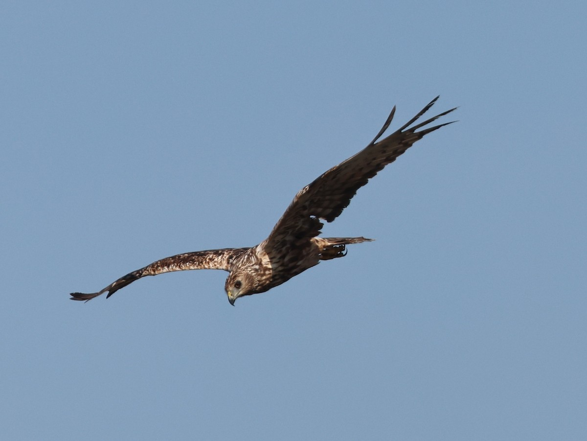 Eastern Marsh Harrier - ML645297127