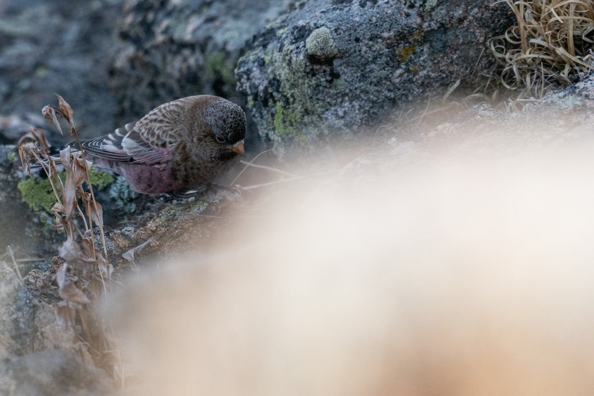 pěnkavice coloradská - ML645297133