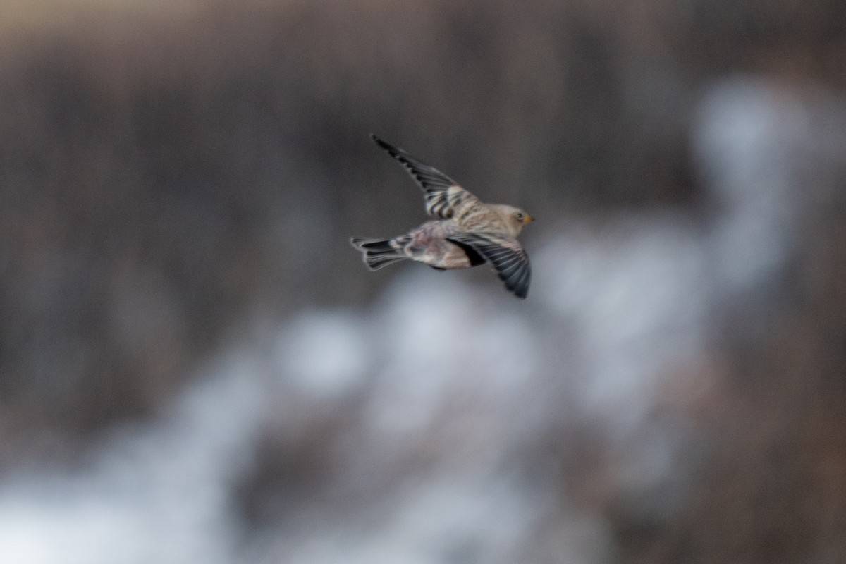 pěnkavice coloradská - ML645297136