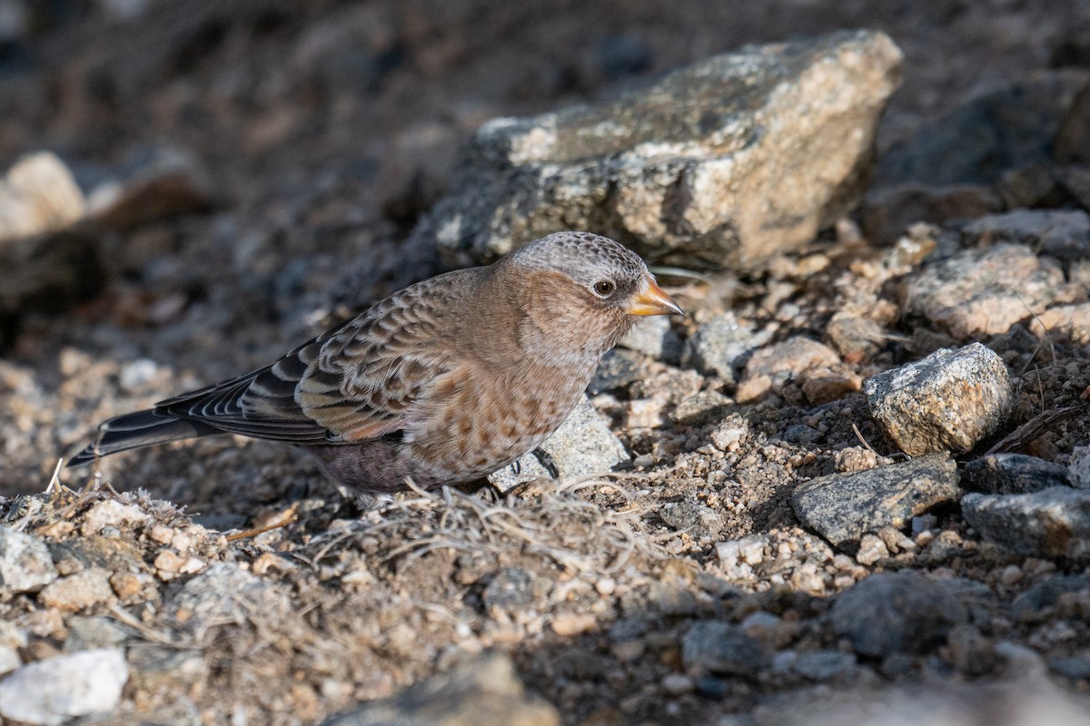 pěnkavice coloradská - ML645297138