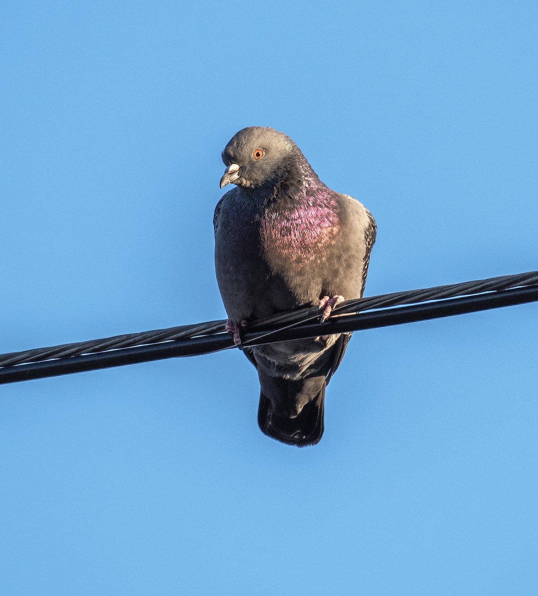 Kaya Güvercini (evcil tip) - ML645297142