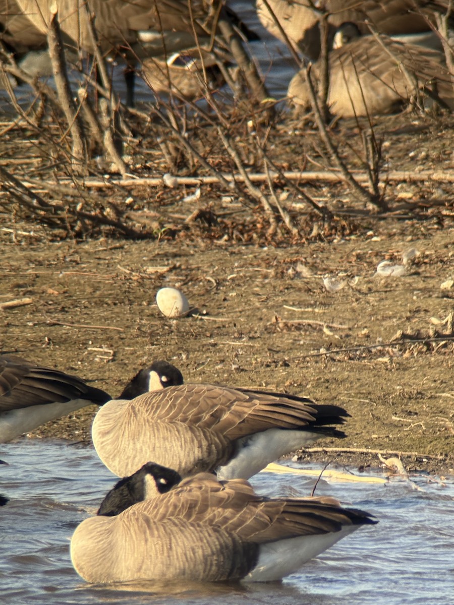 Oca canadese maggiore - ML645297146