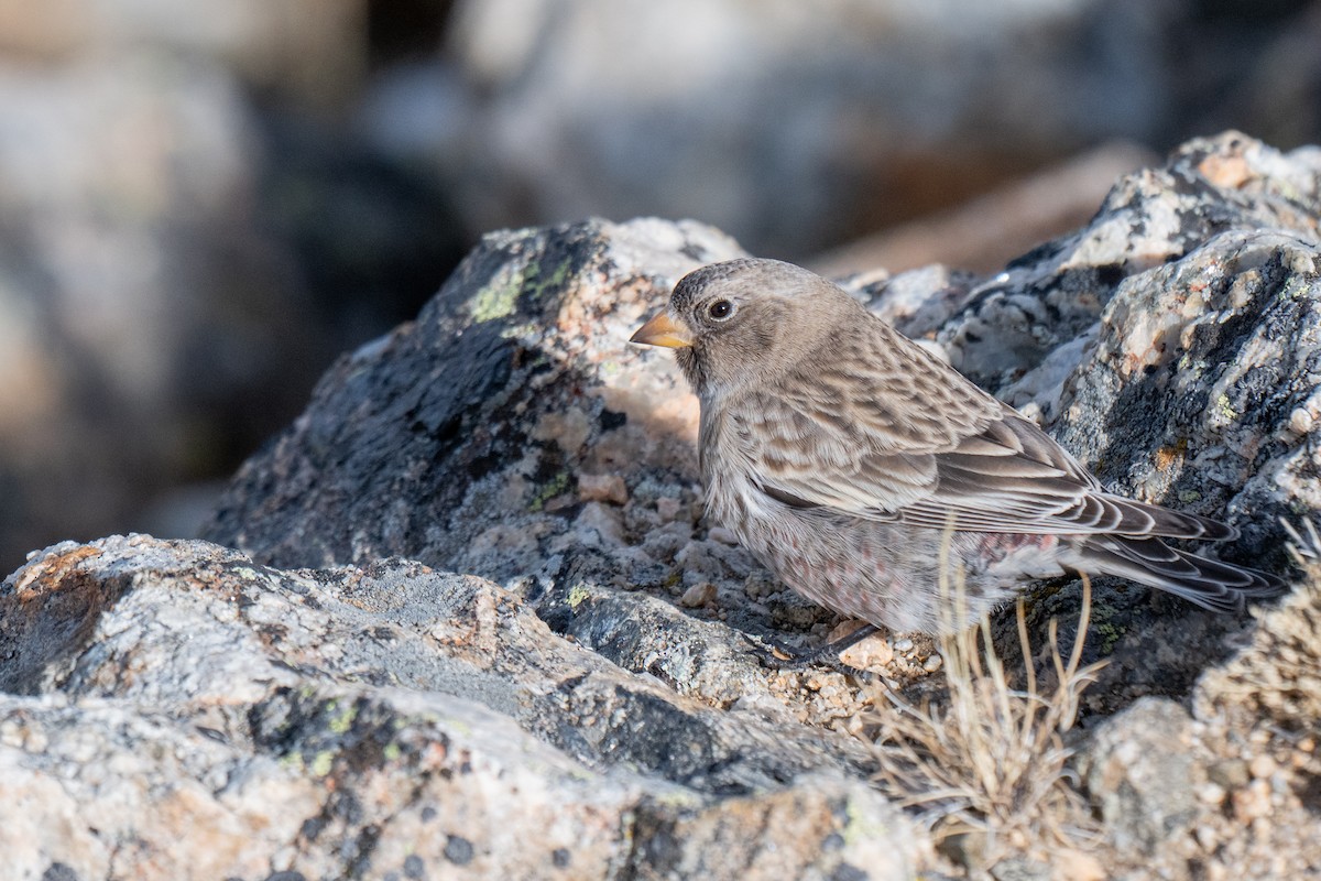 pěnkavice coloradská - ML645297150