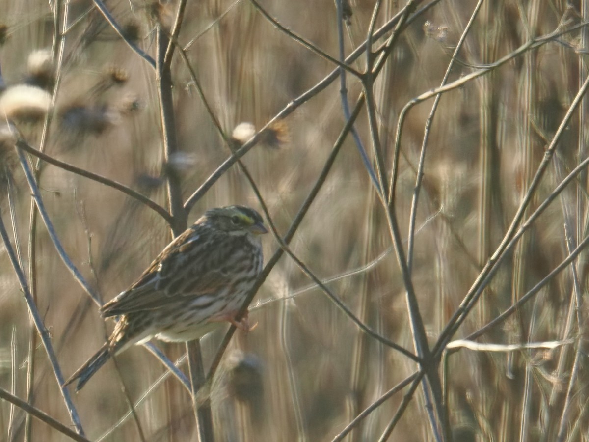 Savannah Sparrow - ML645297158