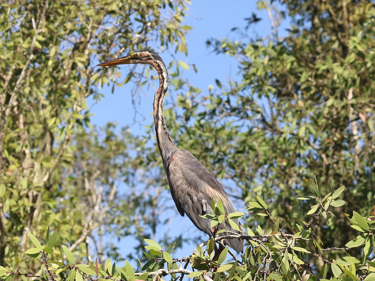Purple Heron - ML645297169