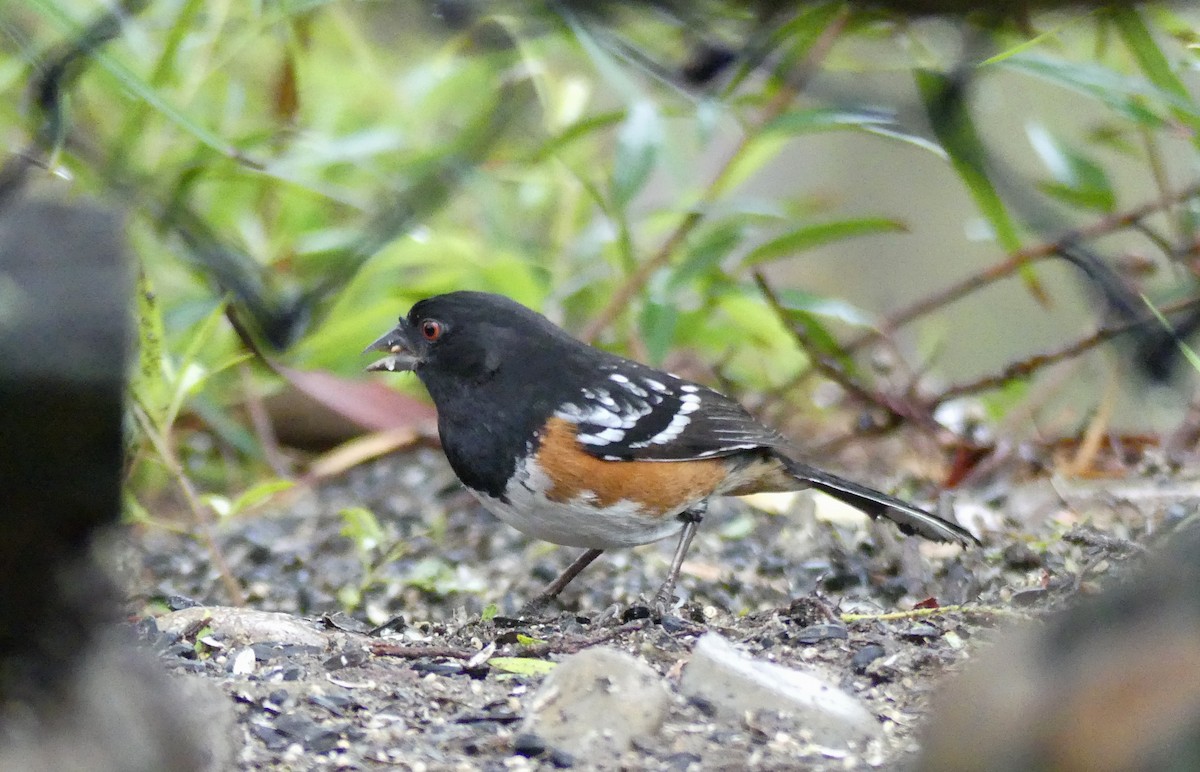 Spotted Towhee - ML645297175
