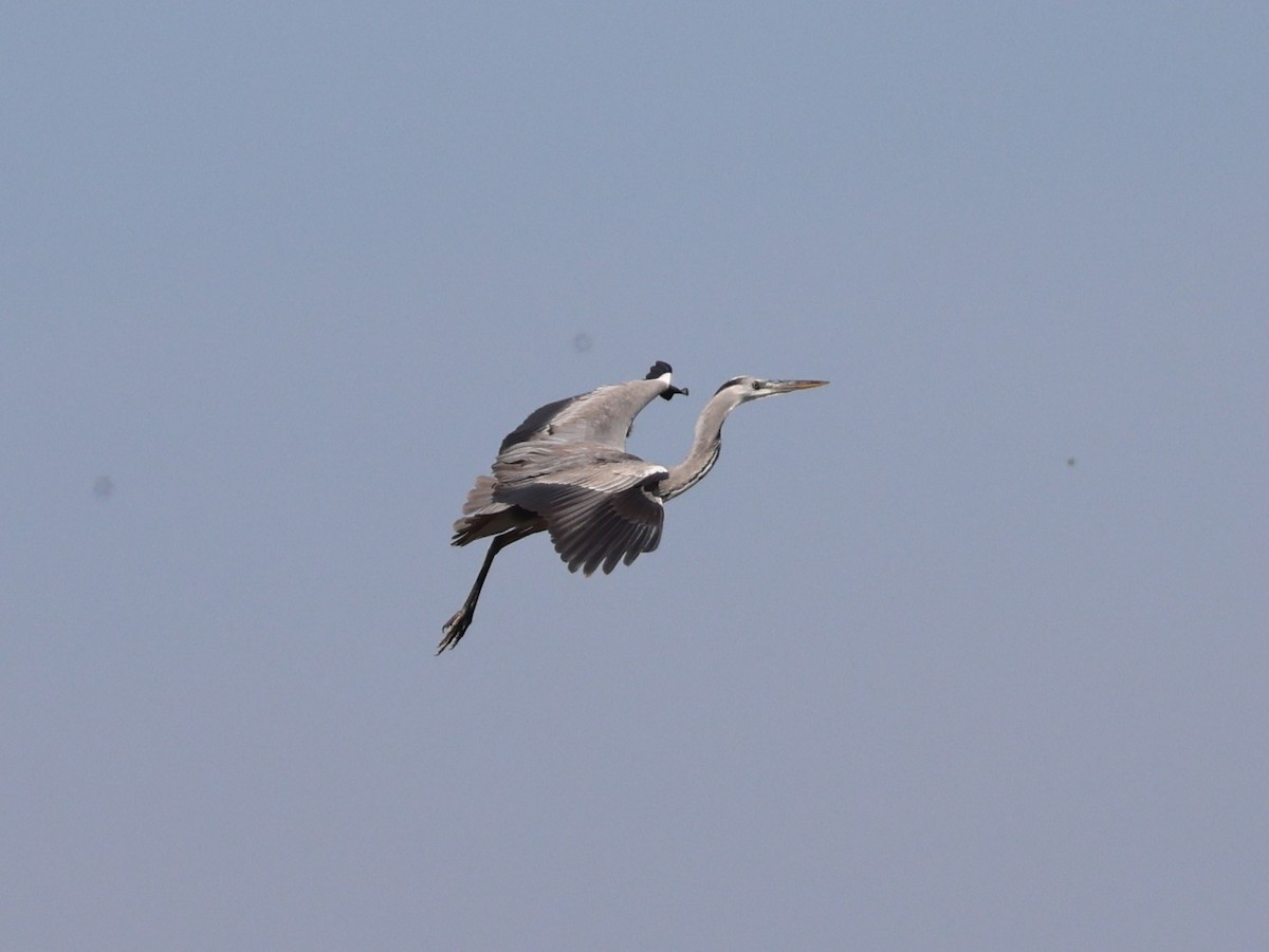 Gray Heron - ML645297183