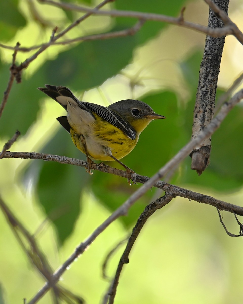 Magnolia Warbler - ML645297188