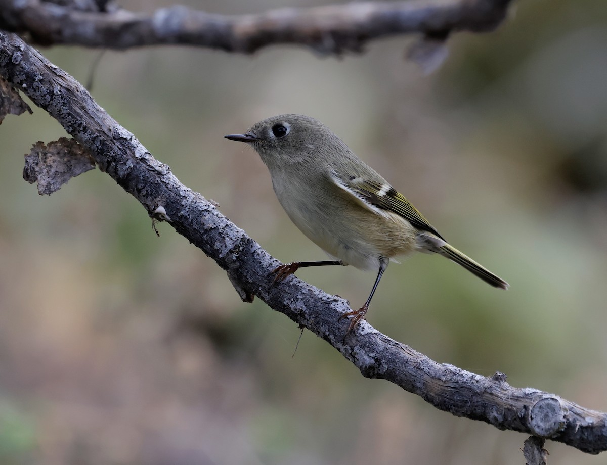 Ruby-crowned Kinglet - ML645297190