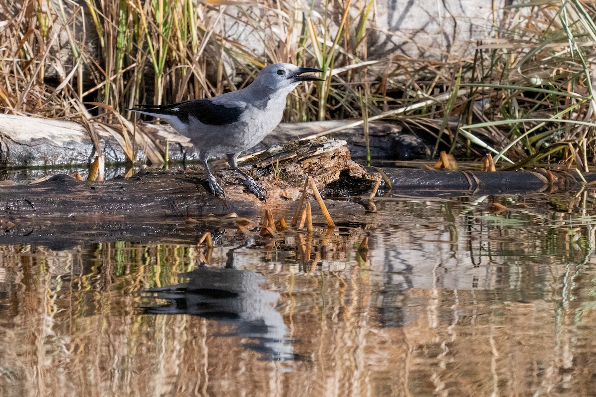 Clark's Nutcracker - ML645297192