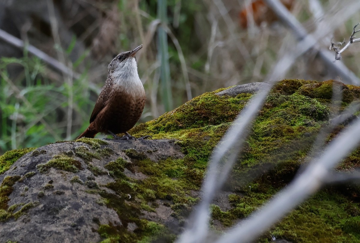 Canyon Wren - ML645297195