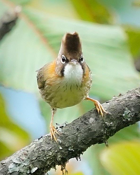 Whiskered Yuhina - ML645297196