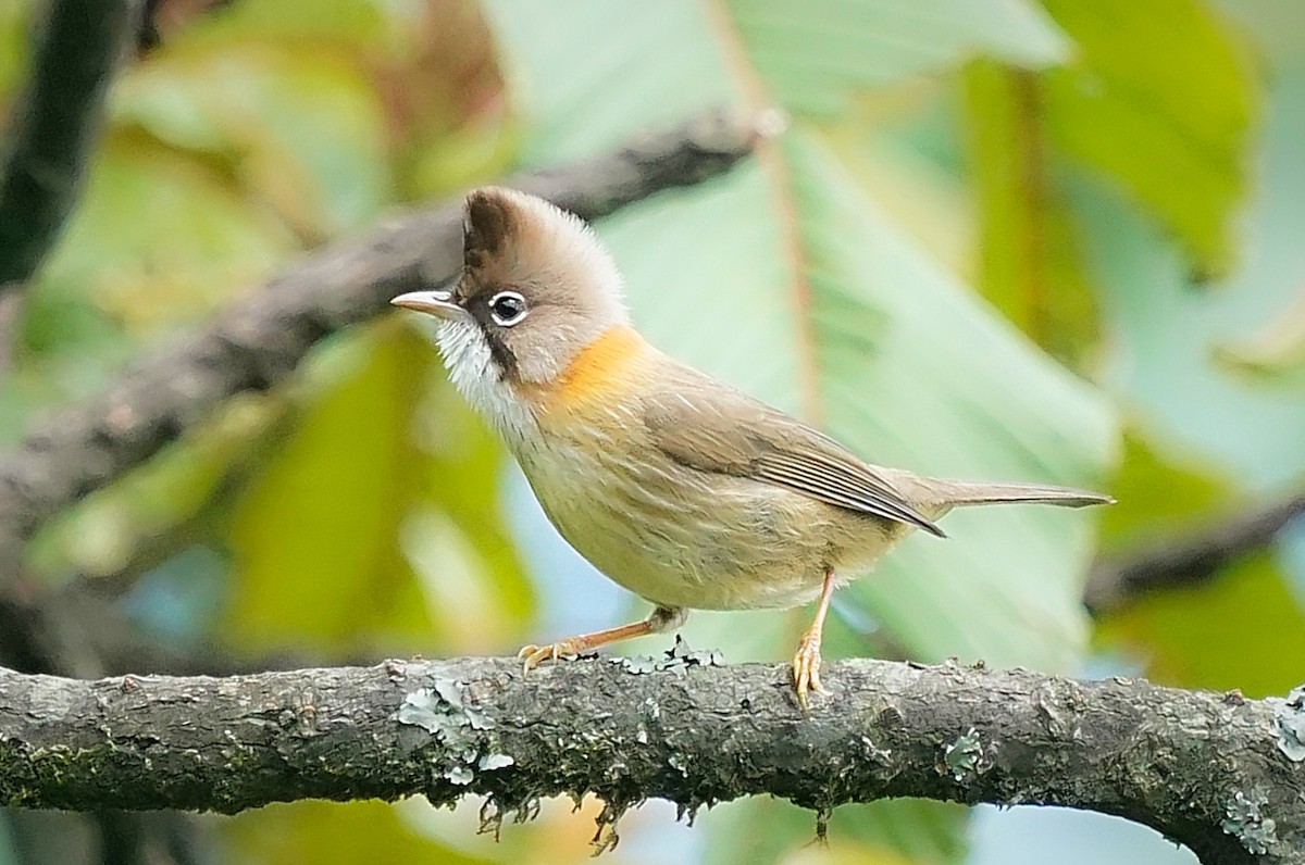 Whiskered Yuhina - ML645297197