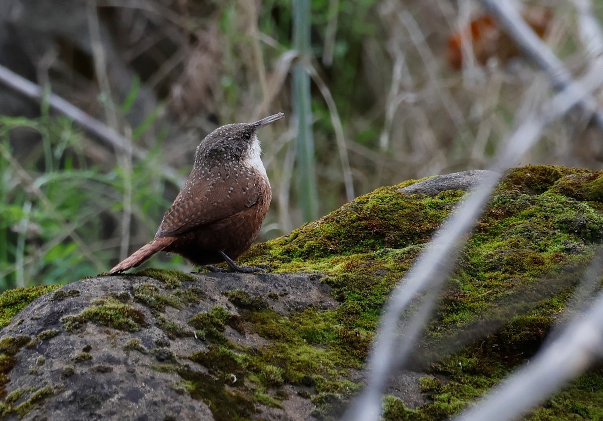 Canyon Wren - ML645297199