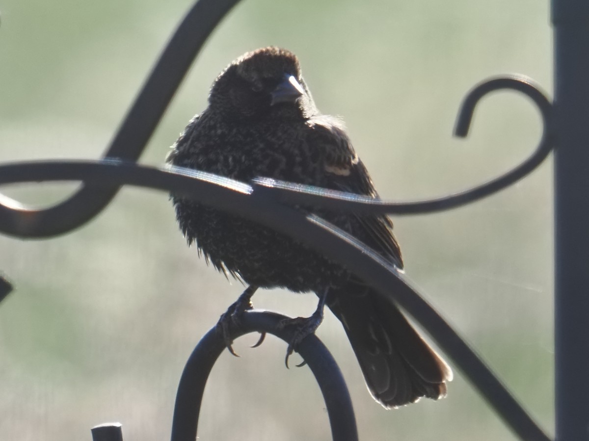 Красноплечий трупиал - ML645297208