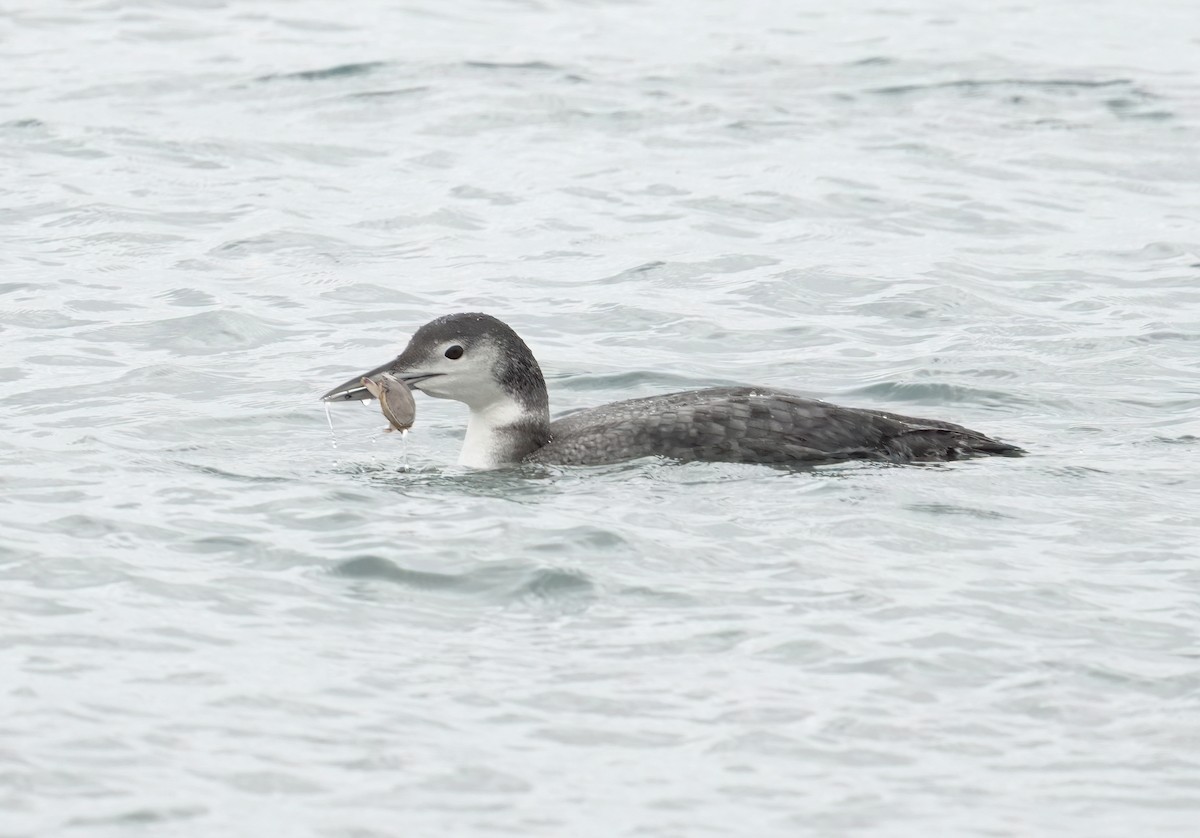 Common Loon - ML645297231