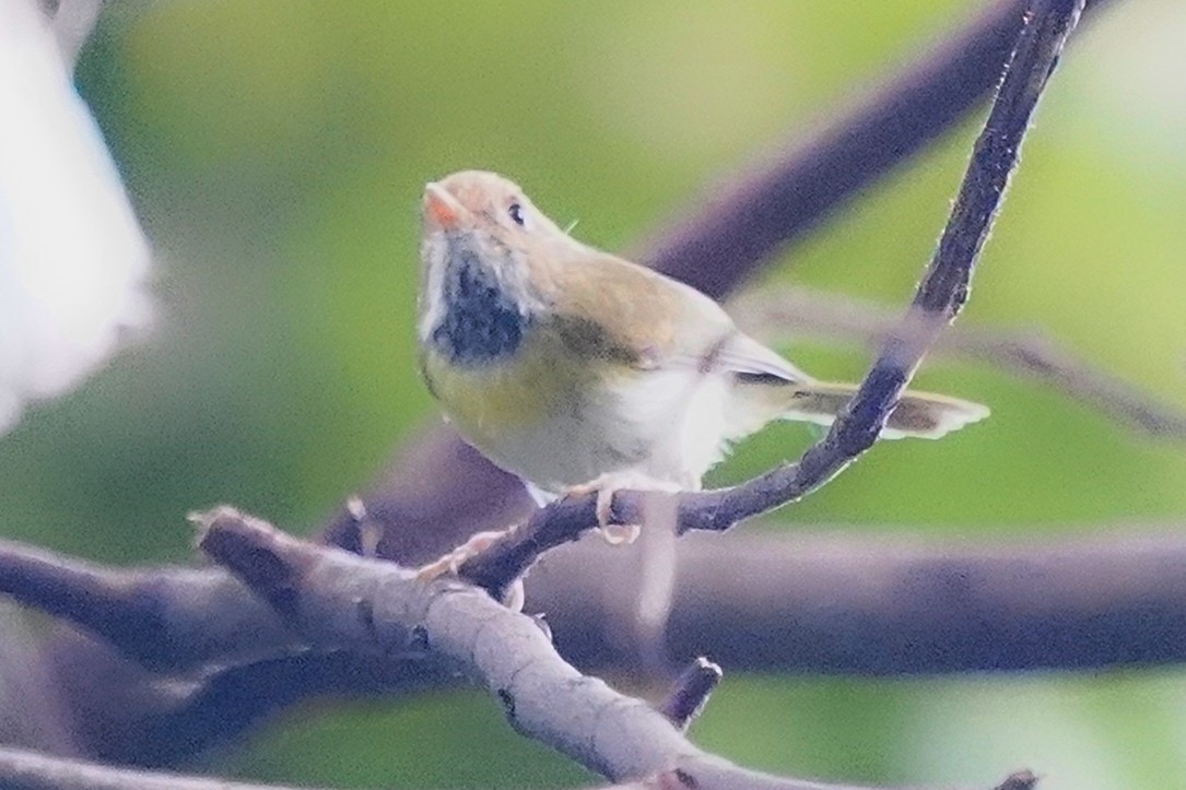 Blyth's Leaf Warbler - ML645297236
