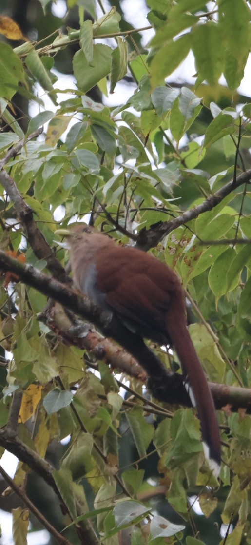 Common Squirrel-Cuckoo - ML645297237