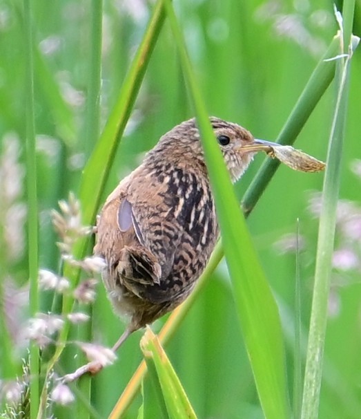 Grass Wren - ML645297252