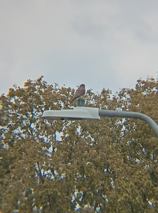 American Kestrel - ML645297283