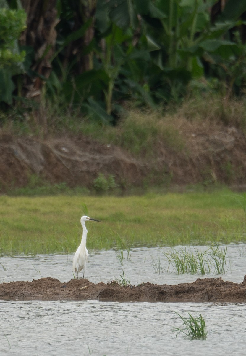 Aigrette garzette - ML645297299