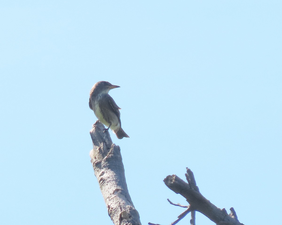 Olive-sided Flycatcher - ML645297305