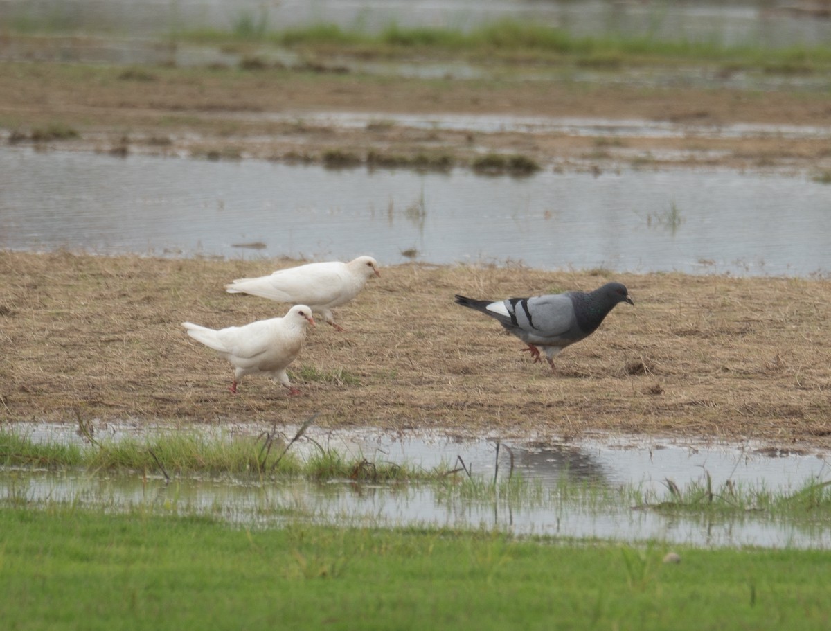 Kaya Güvercini (evcil tip) - ML645297306