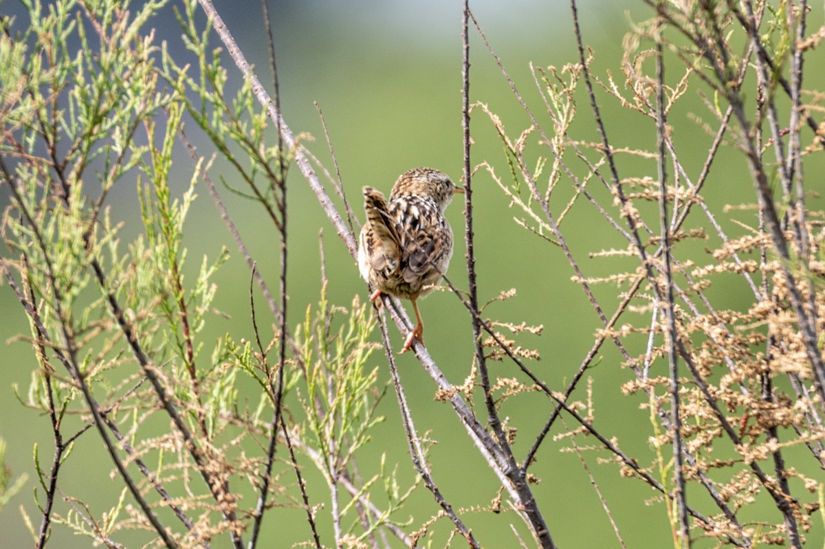 Grass Wren - ML645297307
