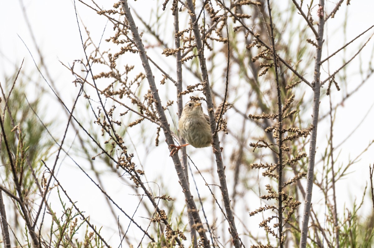 Grass Wren - ML645297309