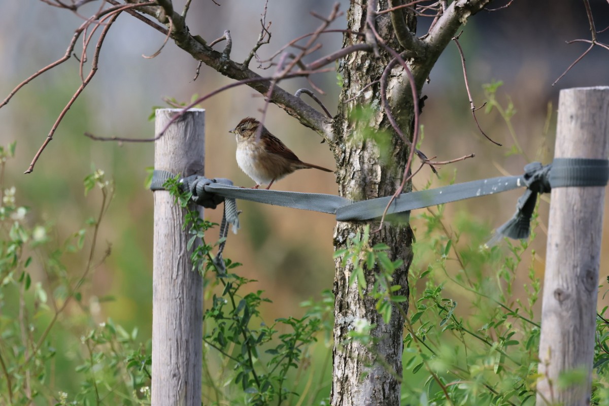 ヌマウタスズメ - ML645297339