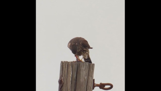 Merlin - ML645297342