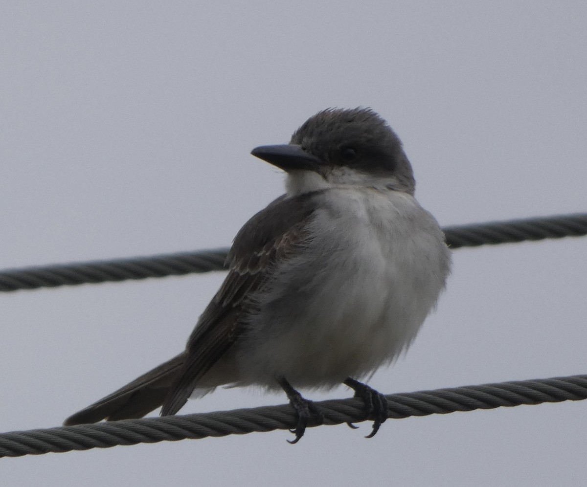 Gray Kingbird - ML645297351